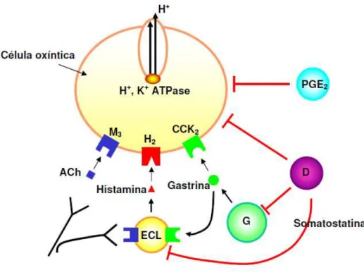 Figura  5  Regulação  da  secreção  ácida  gástrica.  ACh:  Acetilcolina;  ECL:  Células  enterocromafins  símiles;  G:  Célula  G;  D:  Célula  D;  PGE2:  prostaglandina  E  subtipo  2; M3:  receptor  muscarínico  subtipo 3; H2: receptor histaminérgico su