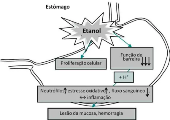 Figura  6  Representação  esquemática  dos  efeitos  do  etanol  (agudo  ou  crônico)  no  estômago