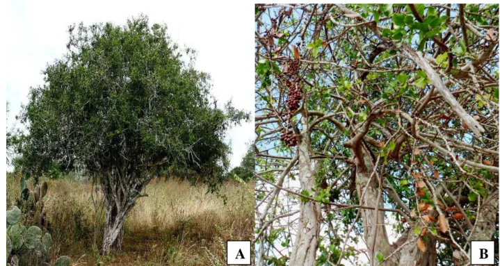 Figura 7 Ilustração da árvore de Maytenus rigida (A). Observam-se as colorações cinza do caule e verde- verde-escura das folhas (B)