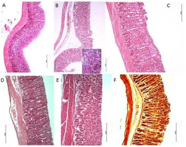Figura 9  –  Fotomicrografias da  mucosa gástrica (100x) de camundongos  submetidos à indução de lesões  por etanol absoluto