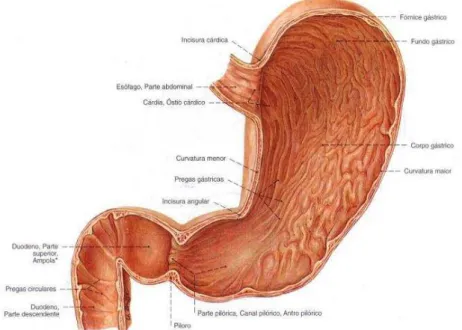 Figura 1  -  Regiões anatômicas do estômago humano  Fonte: SOBOTTA (2000). 