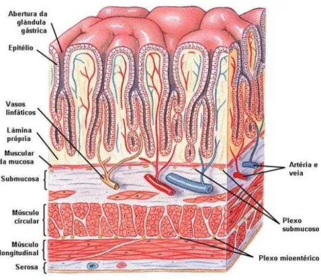 Figura 3 - Camadas teciduais do estômago humano. 