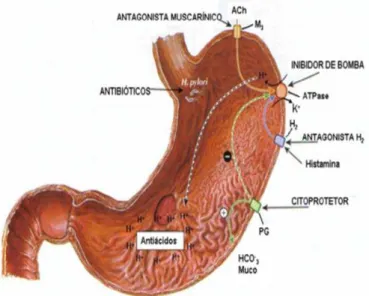 Figura 6  –  Terapê utica  das lesões gástricas em estômago humano  FONTE:  adaptado de  RAFFA; RAWLS; BEYZAROV (2006) .