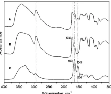 Fig. 1. FTIR spectra: (A) BioMem PVA/LP 1%, (B) PVA 1%, and (C) LP.