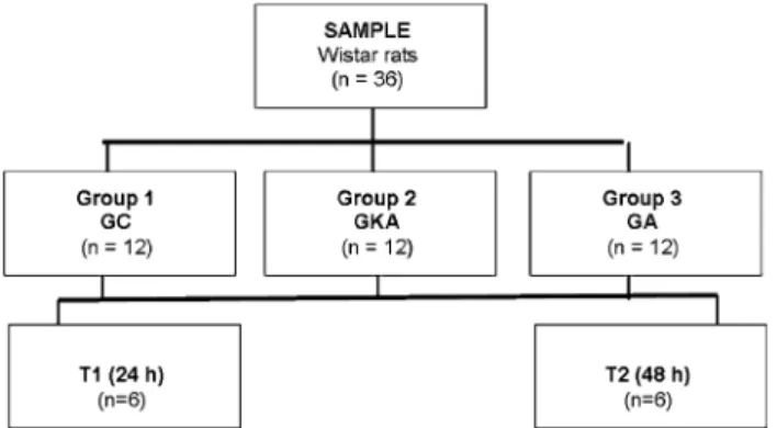 Fig. 1 Animal distribution, treatments, and sample colleting time points. GC group control, GKA group kaurenoic acid, GA group L  -arginine