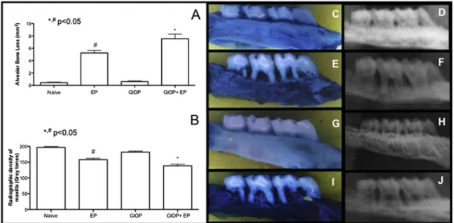 Fig. 1. A) Macroscopic and B) Radiographic density analysis of the alveolar bone of rats