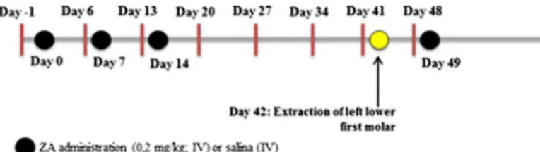 Fig. 1. Experimental Protocol simpliﬁed. BRONJ induction associated with the administration of various anti-inﬂammatory regimens (Dexamethasone 0.04, 0.4 and 4 mg/kg; Nimesulide 10.3 mg/kg).