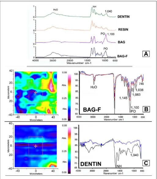 Figure 2.  Fourier transform infrared spectroscopy (FTIR) of dentine remineralization induced by  the 2 bioactive composites