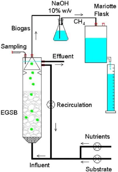 Fig. 2. Experimental set-up of the EGSB reactor system.