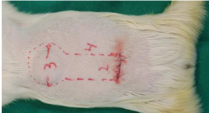 FIGURE 2 – Prosthesis implanted in the animal dorsum. 