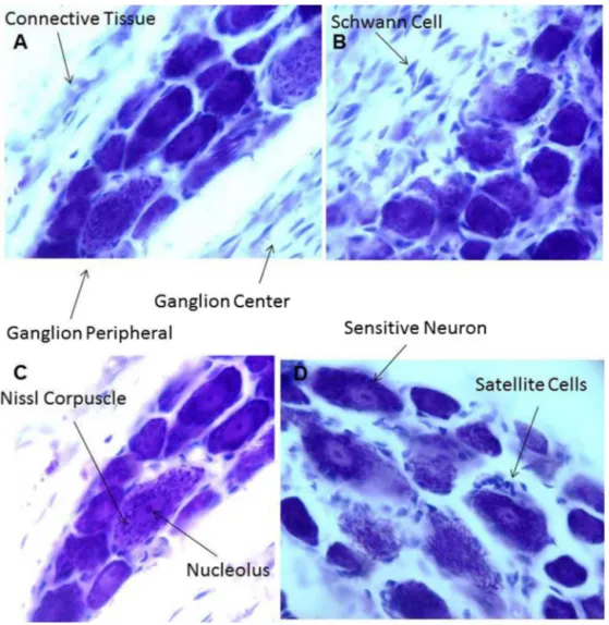 Fig. 1. Photomicrographs illustrate Nissl-stained DRG neurons of animals without injury.