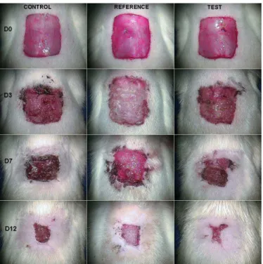 FIGURE 3 – Appearance of the ulcer on days 0, 3, 7 and 12 of treat- treat-ment in the Control, Reference and Test groups