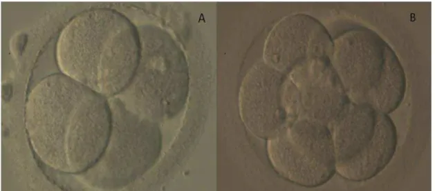 Figura 8- A- Imagem representativa de embrião grau A no segundo dia  do  desenvolvimento  embrionário,  com  quatro  blastômeros  simétricos,  sem  fragmentação
