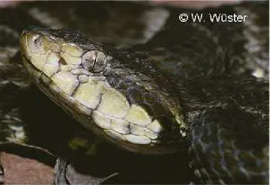 Figura 1: Imagem da espécie Bothrops atrox, indicando uma de suas estruturas descritas, a  fosseta loreal