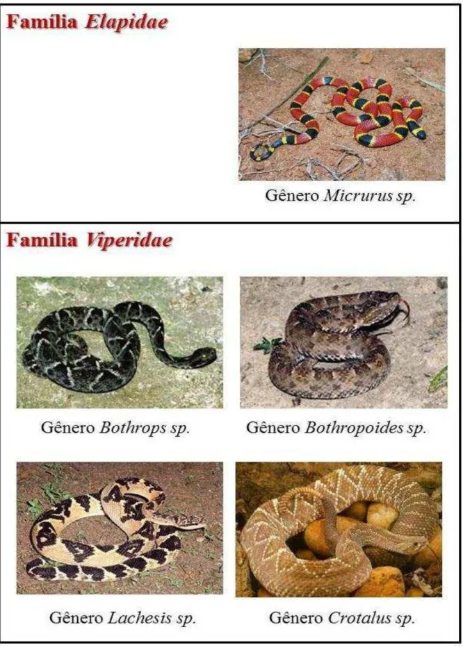 Figura 1. Famílias de serpentes da Fauna Brasileira com importância médica.  