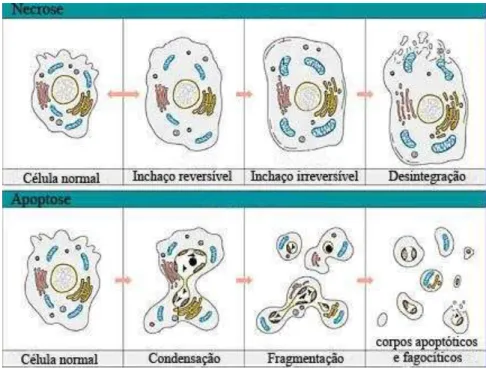 Figura 3: Distinção das diferentes alterações morfológicas nos processos de morte celular por  apoptose versus necrose