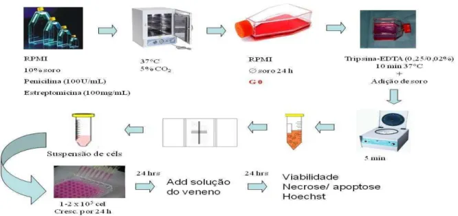 Figura 10: Esquema simplificado das etapas do cultivo e tratamento das células MDCK. 
