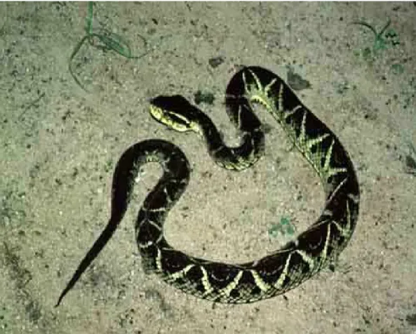 Figura 2 – Serpente da espécie Bothrops jararacussu  1.2 Características e ações do veneno Botrópico 