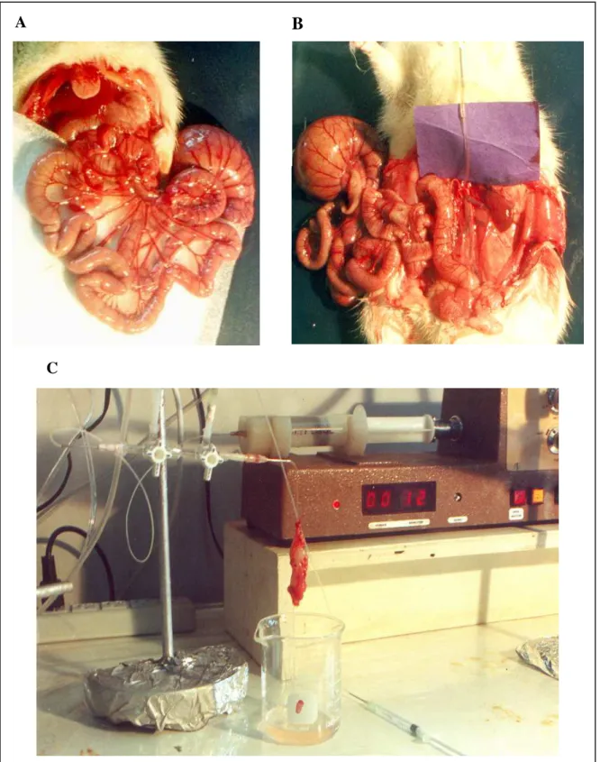 Figura 9 – A – intestino delgado e mesentério; B – Artéria mesentérica superior  canulada com tubo de polietileno (PE20); C – Leito mesentérico conectado ao sistema  de perfusão