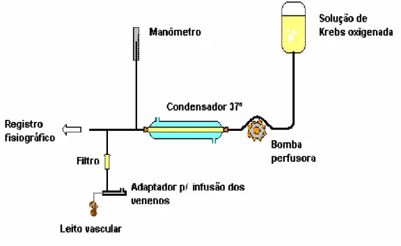 Figura 10 - Representação gráfica do sistema de perfusão do leito mesentérico 