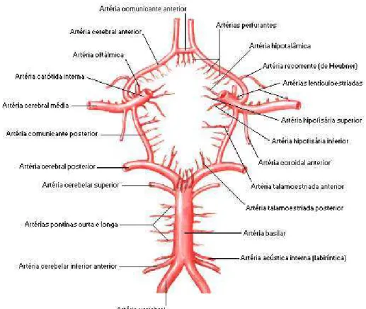 Figura 1 - Esquema  mostrando  as  artérias  cerebrais  médias,  a artéria carótida  interna  e a artéria basilar que formam o polígono de Willis
