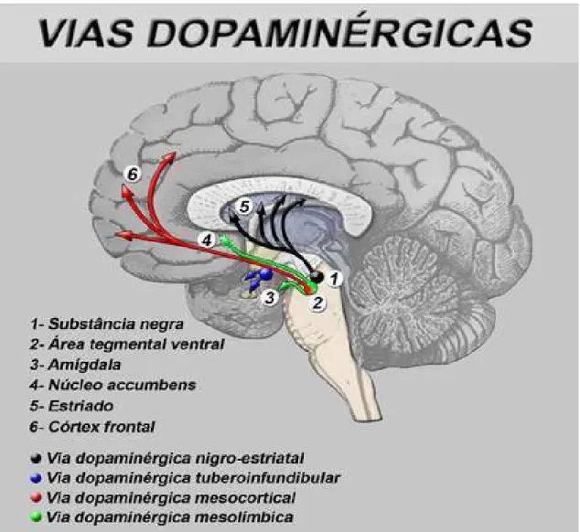 Figura 1: Vias Centrais de Dopamina 