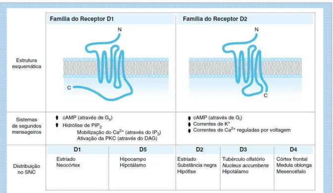Figura 3: Famílias de receptores de dopamina  Fonte: GOLAN et al., 2009. 