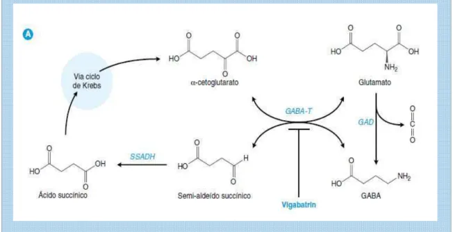 Figura 4: Síntese do glutamato  via  -cetoglutarato  Fonte: GOLAN et al., 2009. 