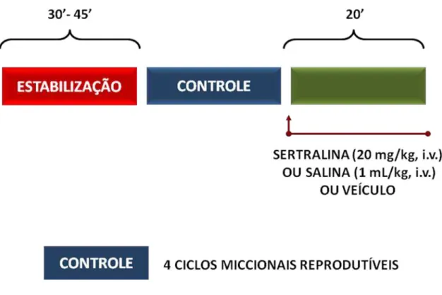 Figura 6  –  Representação esquemática do protocolo experimental para avaliação cistometrográfica 
