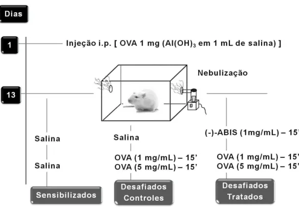 Figura 5 – Representação esquemática do modelo experimental de desafio  antigênico com ovalbumina