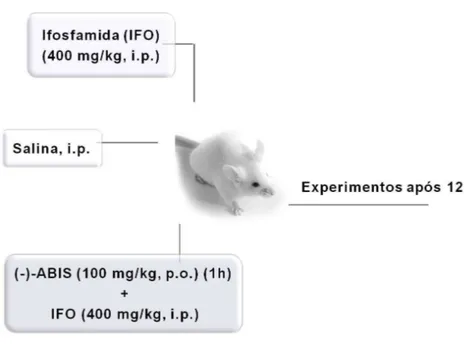 Figura 7 – Representação esquemática do modelo experimental de cistite  hemorrágica induzida por ifosfamida 