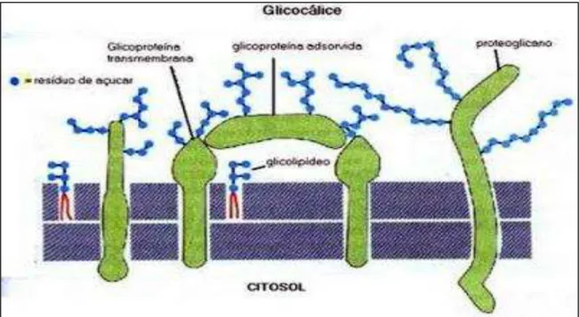 Figura 5: Glicocálice- Fonte Google imagens.