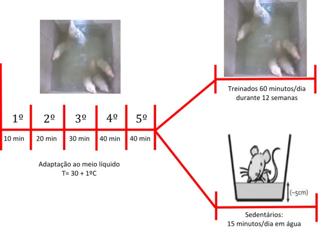 FIGURA 02.  Esquema representativo do protocolo de treinamento aeróbio de natação. O treinamento consiste  de 12 semanas e consistiu em 1 sessão de 60 min por dia durante 5 dias por semana