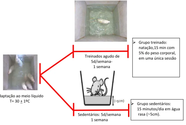 FIGURA 04. Esquema representativo do protocolo de treinamento de natação aguda individual por 15 minutos  suportando sobrecarga (anéis de chumbo amarradas ao dorso) equivalente a 5% do peso corporal