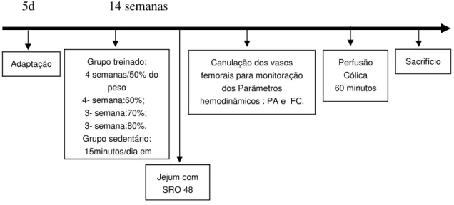 FIGURA 07: Delineamento do protocolo experimental utilizado para avaliar o efeito do treinamento anaeróbico  crônico no transporte cólico de água e eletrólitos em ratos anestesiados