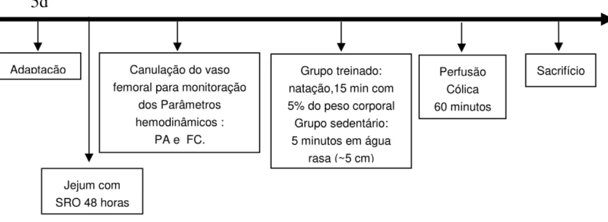 FIGURA 08: Delineamento do protocolo experimental utilizado para avaliar o efeito do treinamento agudo, no  transporte cólico de água e eletrólitos em ratos anestesiados