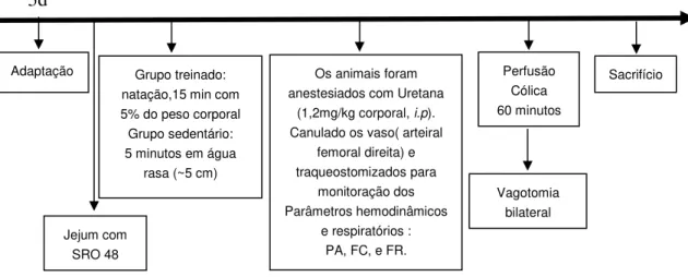 FIGURA 09: Delineamento do protocolo experimental utilizado para avaliar o efeito do treinamento agudo nos  animais  vagotomizados  (vagotomia  cervical  bilateral)  sobre  o  transporte  cólico  de  água  e  eletrólitos  em  ratos  anestesiados