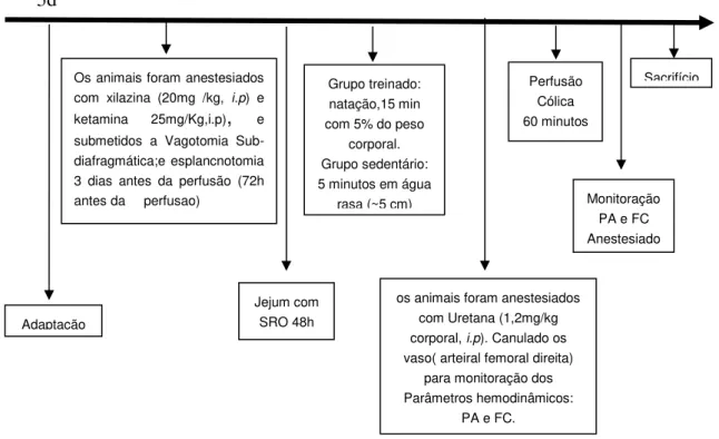 FIGURA 10: Delineamento do protocolo experimental utilizado para avaliar o efeito do treinamento agudo nos  animais  vagotomizados  (vagotomia  subdiafragmática)  e  esplancnotomia  no  transporte  cólico  de  água e eletrólitos em ratos anestesiados