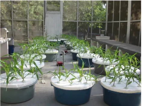 Figura 3. Visão geral do experimento em casa de vegetação mostrando plântulas com 11 dias de idade crescendo sob  condições hidropônicas