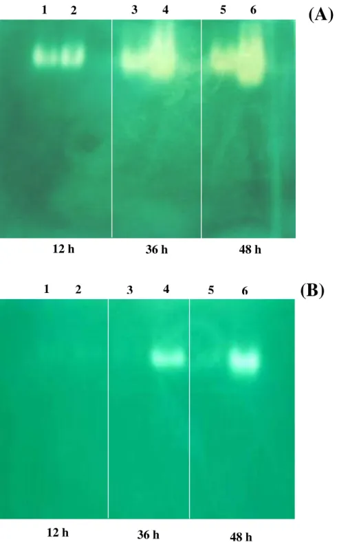 Figura 6. Atividade da catalase em gel de poliacrilamida em sementes de milho embebidas por  12, 36 e 48 h em água destilada (poços 1, 3 e 5) ou em H 2 O 2  a 100 mM