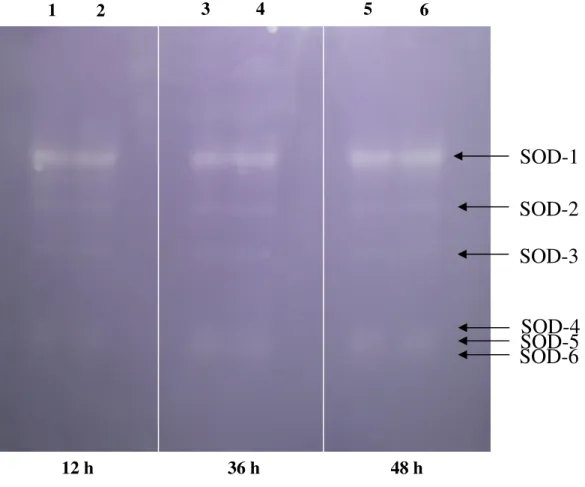 Figura 7. Atividade da dismutase do superóxido em gel de poliacrilamida em sementes de milho  embebidas por 12, 36 e 48 h em água destilada (poços 1, 3 e 5) ou em H 2 O 2  a 100 mM