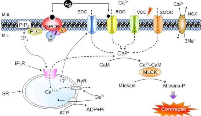 Figura 4 -  Mecanismos de controle e ação do íon cálcio na célula muscular lisa.  