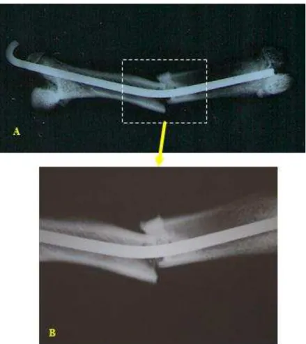 FIGURA 11  –  Estudo radiográfico. A: Radiografia da peça anatômica número 1 do grupo Ibandronato, 7° dia de  consolidação  óssea