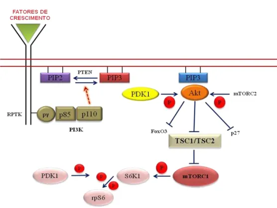 Figura 2. Via de sinalização PI3K, mostrando as moléculas que  mantêm a dormência dos folículos primordiais  incluindo  PTEN,  FOXO3,  p27  e  o  complexo  TSC1/TSC2,  e  as  que  mantêm  a  sobrevivência  de  folículos  primordiais, incluindo PI3K, PDK1, 