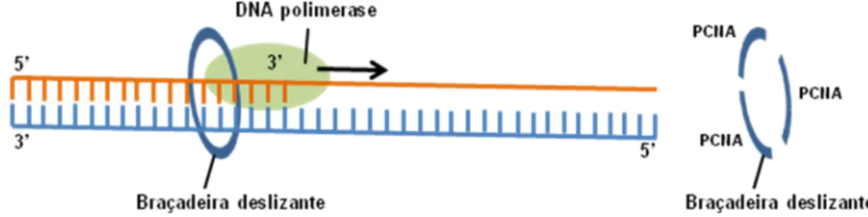 Figura 3. União das subunidades da PCNA com a braçadeira deslizante que está ligada com a DNA polimerase