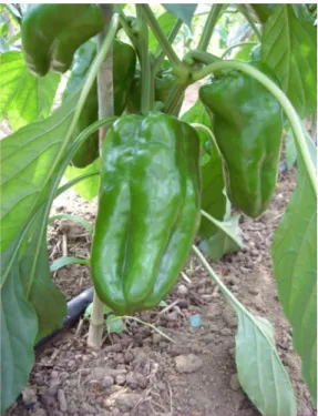 Figura 8: Detalhe da planta e dos frutos da cultivar Dahra R. no ponto de colheita.  Iranduba –  AM, 2011