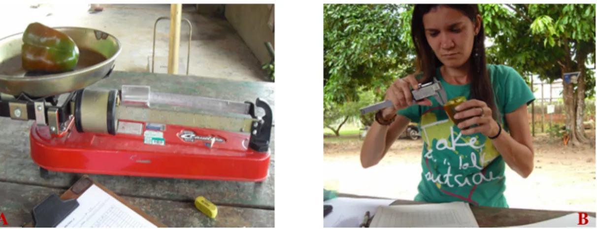 Figura 9: Pesagem de fruto de pimentão em balança analógica (A) e avaliação da espessura da  polpa do fruto de pimentão com o auxílio de paquímetro digital (B)