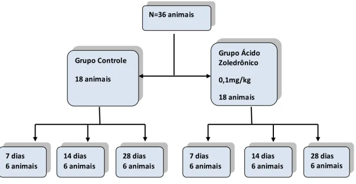 Figura 2 – Divisão dos animais entre os grupos 