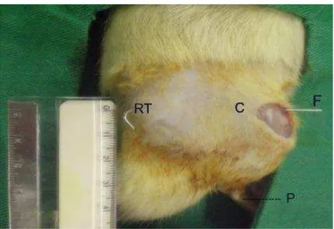 Figura  4  –  Bloqueio  do  fio  de  Kirshner  (F)  na  região  trocanteriana  (RT).  Animal  em  decúbito  lateral