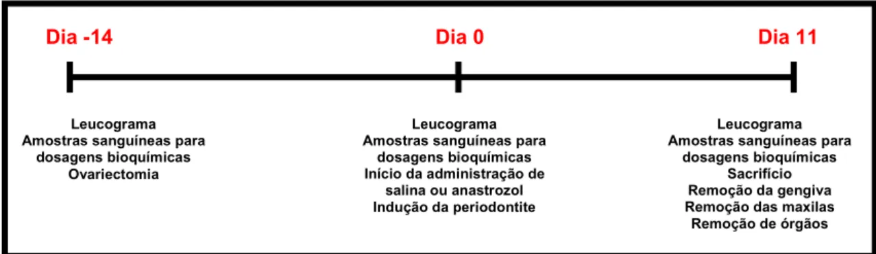 Figura 1: Esquema do protocolo experimental. No dia -14 a ovariectomia foi realizada nos  animais  sob  anestesia  com  hidrato  de  cloral  e  14  dias  após  este  procedimento,  no  dia  0,  a  periodontite foi induzida por ligadura, bem como iniciada a